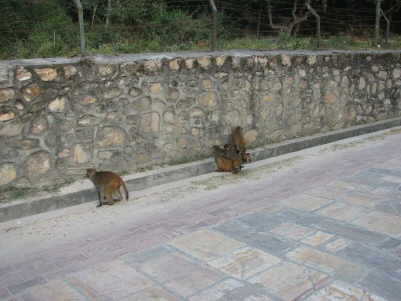 Opice v Pashupati